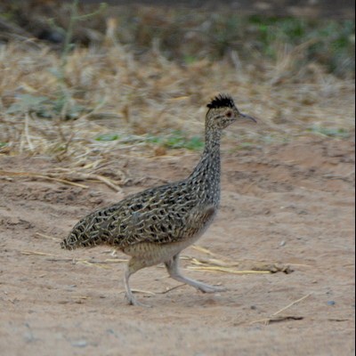 Brushland Tinamou (2)